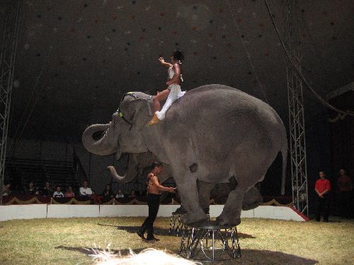 photo : cirque zavatta 64
