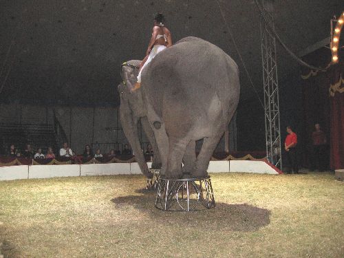 photo : cirque zavatta 65