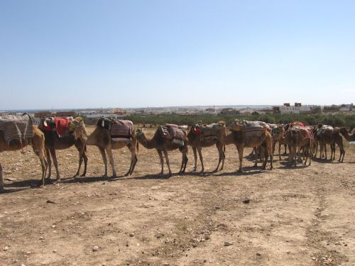 photo : 01 La caravane Ali Baba (18/05/2010)