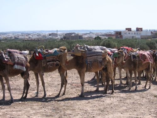 photo : 02 Les chameaux ou dromadaires (18/05/2010)