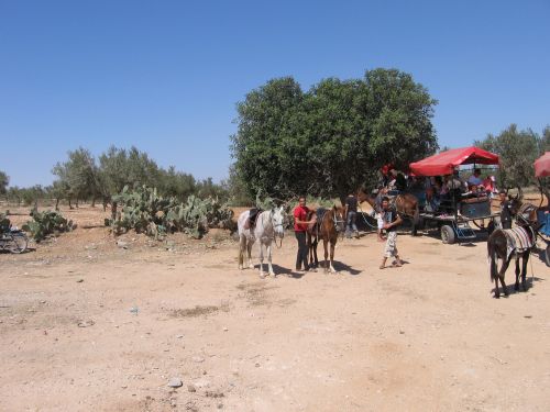 photo : 05 Les chariots (18/05/2010)