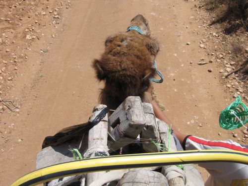 photo : 10 Balade en chameaux (18/05/2010)
