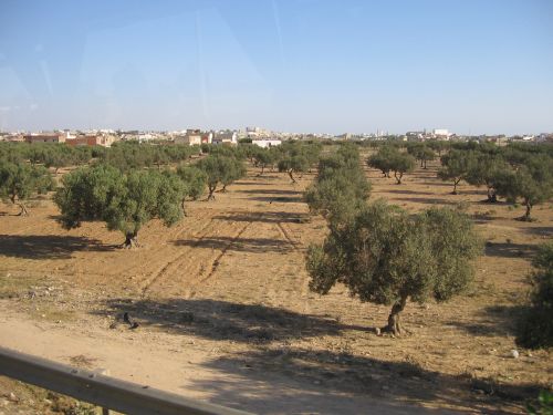 photo : 02 Oliviers (19/05/2010)