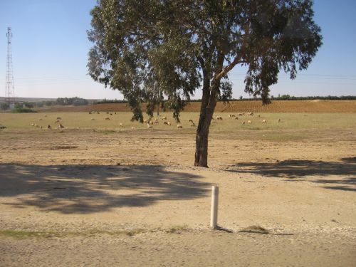 photo : 06 Troupeau de moutons (19/05/2010)
