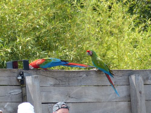 photo : parc des oiseaux 14 (14/07/2013)