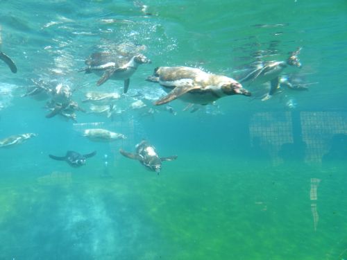 photo : parc des oiseaux 22 (14/07/2013)