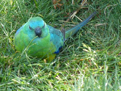 photo : parc des oiseaux 36 (14/07/2013)