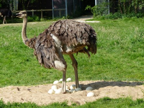 photo : parc des oiseaux 49 (14/07/2013)