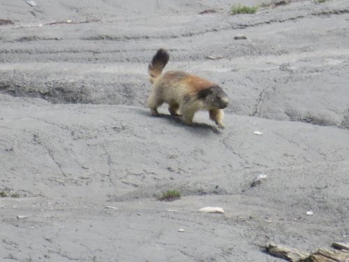 photo : 34 rando lac du col de la vanoise pralognan (22/08/2018)