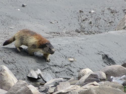 photo : 35 rando lac du col de la vanoise pralognan (22/08/2018)