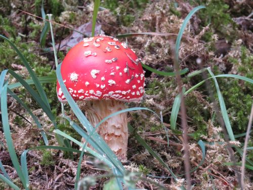 photo : 64 rando lac du col de la vanoise pralognan (22/08/2018)