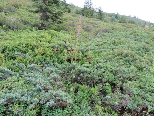 photo : 59 rando champagny en vanoise (23/08/2018)