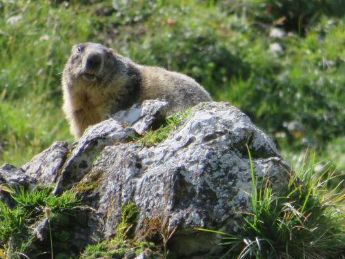 photo : 104 rando refuge des glieres champagny en vanoise (24/08/2018)