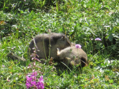 photo : 127 rando refuge des glieres champagny en vanoise (24/08/2018)