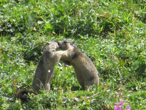 photo : 129 rando refuge des glieres champagny en vanoise (24/08/2018)