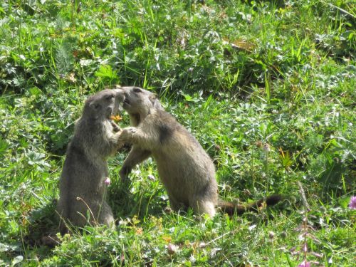photo : 130 rando refuge des glieres champagny en vanoise (24/08/2018)
