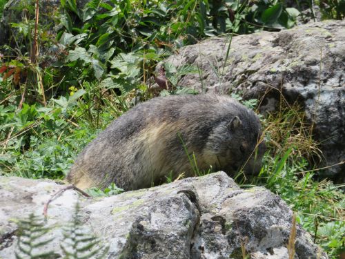 photo : 160 rando refuge des glieres champagny en vanoise (24/08/2018)