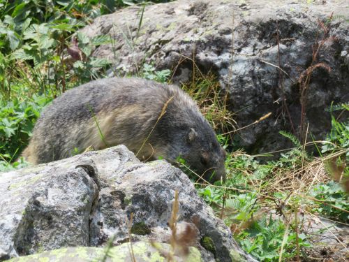 photo : 161 rando refuge des glieres champagny en vanoise (24/08/2018)
