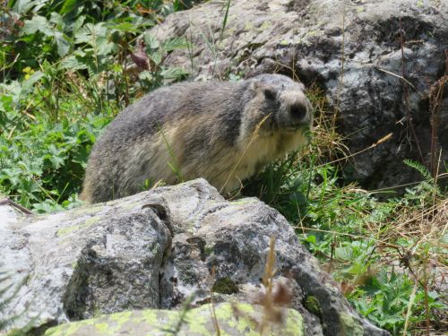 photo : 162 rando refuge des glieres champagny en vanoise (24/08/2018)