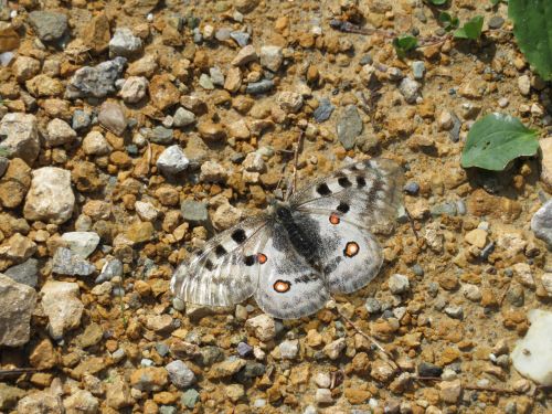 photo : 87 rando refuge des glieres champagny en vanoise (24/08/2018)