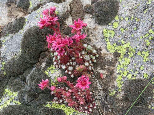 photo : 04 orcieres merlette (09/07/2019)