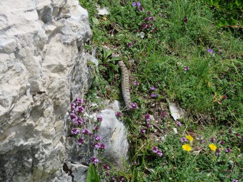 photo : randonnee le moucherotte lans en vercors 38 (28/06/2020)