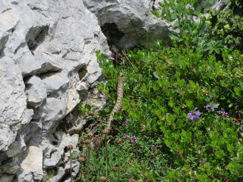 photo : randonnee le moucherotte lans en vercors 39 (28/06/2020)