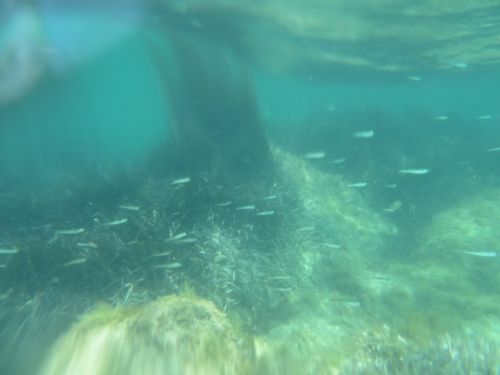 photo : 18 plage de santa giulia (10/07/2020)