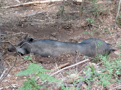 photo : 53 vasques naturelles de polischellu (12/07/2020)