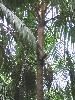 053 - Coeur de palmier (agrandir la photo)