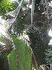 057 - Jeunes palmiers (agrandir la photo)