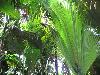 062 - Feuilles de palmier (agrandir la photo)
