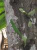 063 - Gecko vert (agrandir la photo)
