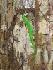 249 - Gecko vert (agrandir la photo)
