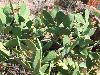 14 - Cactus (agrandir la photo)