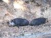 07 - Cochons noirs corses (agrandir la photo)