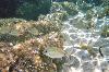 19 - Poissons des iles Lavezzi (agrandir la photo)