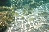 20 - Poissons des iles Lavezzi (agrandir la photo)