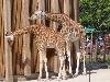 22 girafes du Parc de la tete d Or (agrandir la photo)
