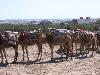 02 Les chameaux ou dromadaires (18/05/2010) (agrandir la photo)