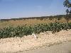 74 Haies de cactus sur la route entre Kairouan et Monastir (19/05/2010) (agrandir la photo)