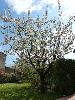 notre cerisier en fleurs 01 (11/04/2015) (agrandir la photo)