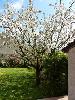 notre cerisier en fleurs 03 (11/04/2015) (agrandir la photo)