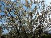 notre cerisier en fleurs 04 (11/04/2015) (agrandir la photo)