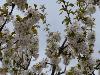 notre cerisier en fleurs 06 (11/04/2015) (agrandir la photo)
