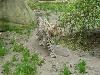 zoo beauval 37 (15/04/2018) (agrandir la photo)