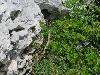 randonnee le moucherotte lans en vercors 39 (28/06/2020) (agrandir la photo)