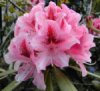 Rhododendron (D.R.)