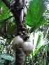 w067-Cocos-de-mer (67,7 Ko)