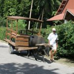 Une promenade en char &agrave; boeuf